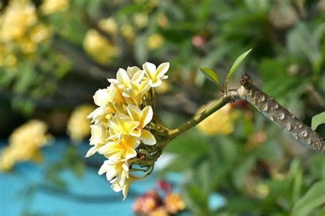 雞蛋花風水陽台|【雞蛋花 陽台】陽台必備10種花草 